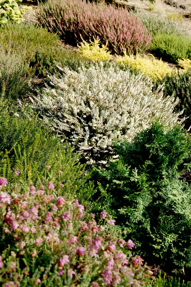 How to Grow Flowering Heathers and Heaths