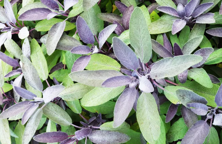 When and How to Harvest Sage for Drying, Cooking, and More