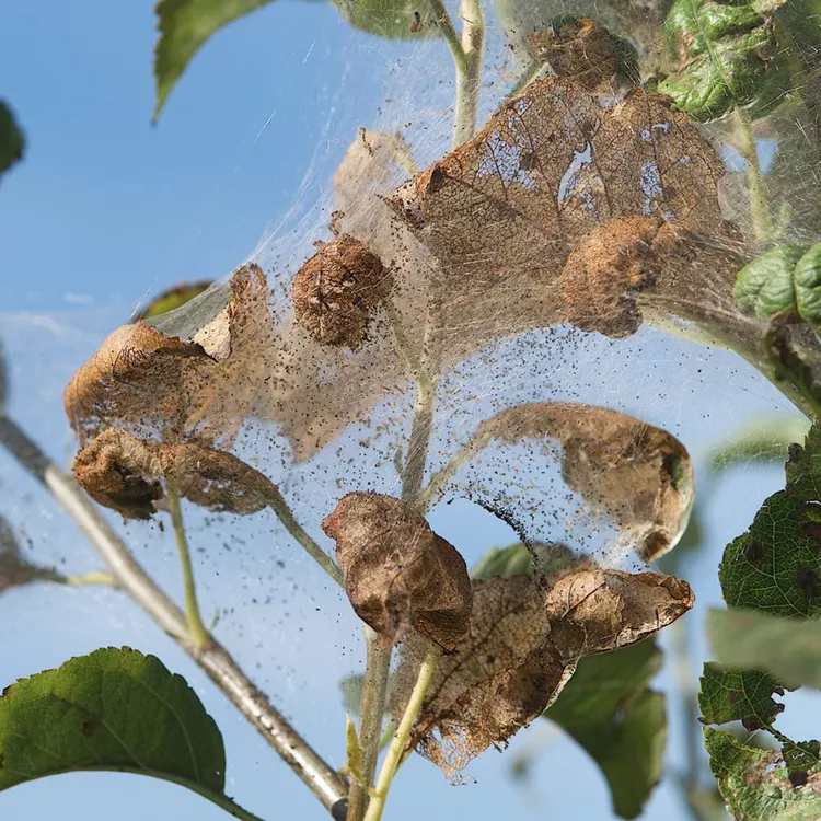 How to Get Rid of Webworms in Trees and Shrubs