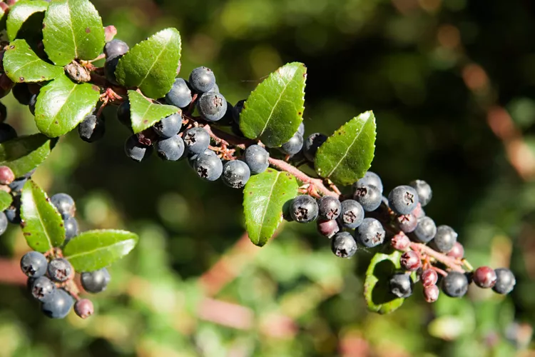 How to Plant and Grow Huckleberry