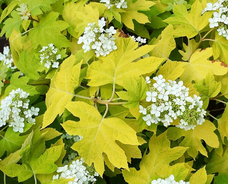 18 Small Hydrangeas that Won't Overgrow Your Space