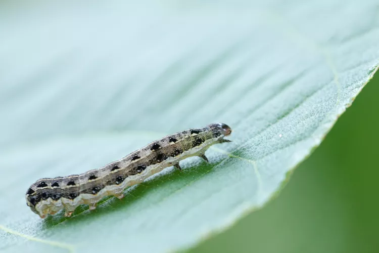 8 Tips on How to Get Rid of Cutworms Before They Eat Your Seedlings