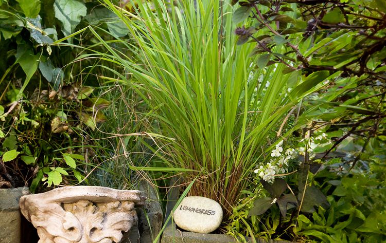 How to Harvest Lemongrass All Season Long