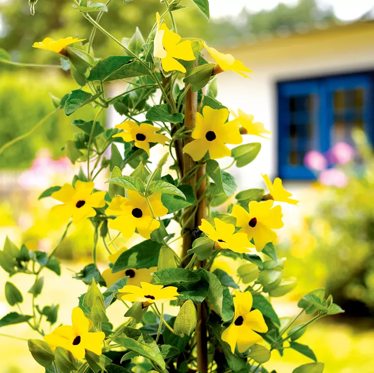 How to Plant and Grow Black-Eyed Susan Vine