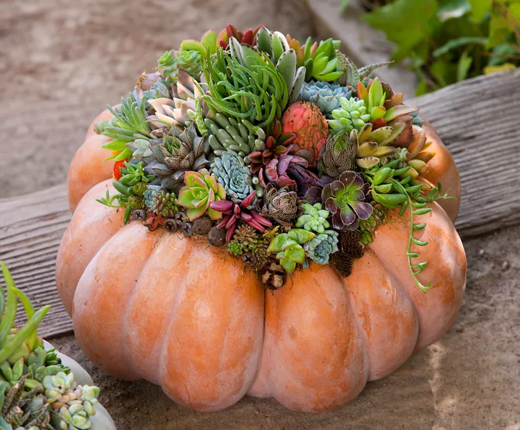 How to Make a Pumpkin Succulent Centerpiece