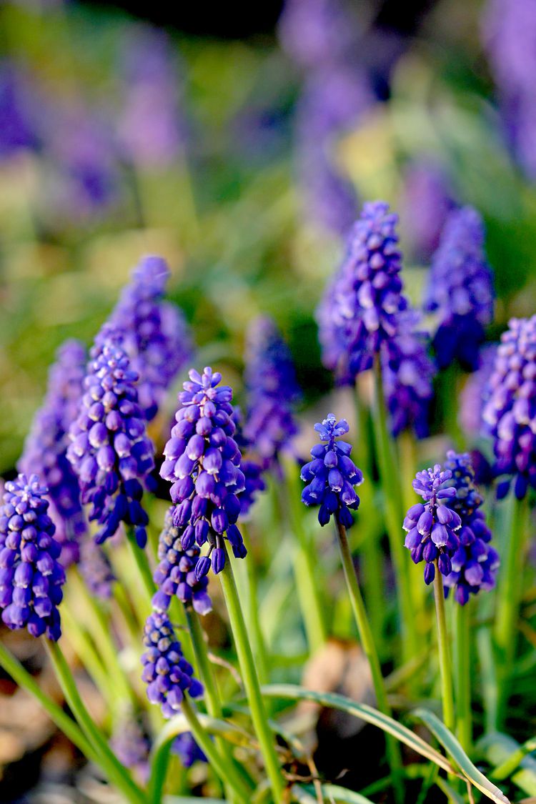 How to Plant and Grow Grape Hyacinth