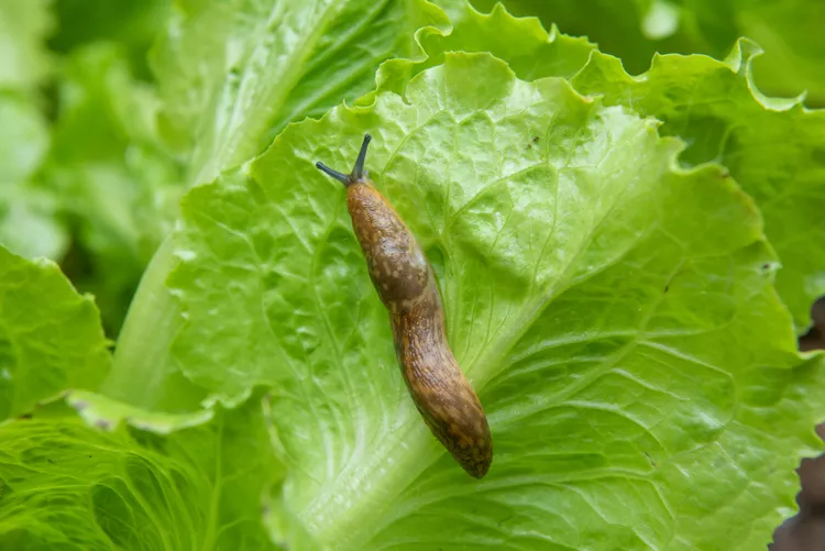 How to Make a Slug Beer Trap in 3 Easy Steps