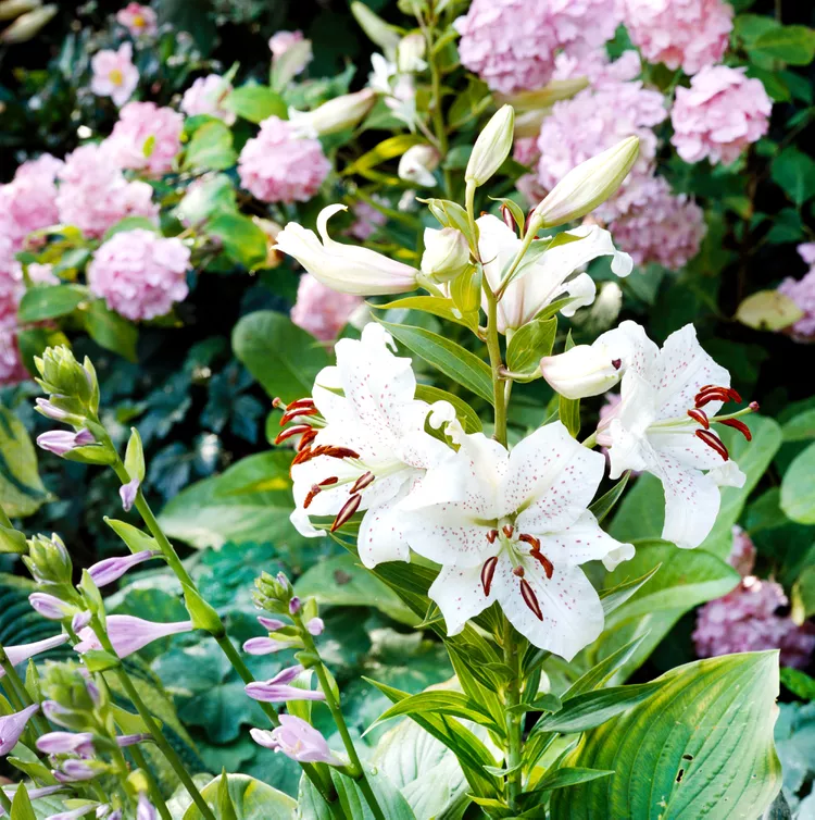 11 Best Night-Blooming Plants for Magical Moon Gardens