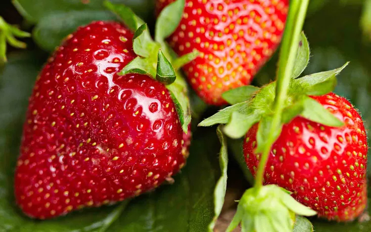 What to Know About Strawberry Season to Get the Sweetest Fruit