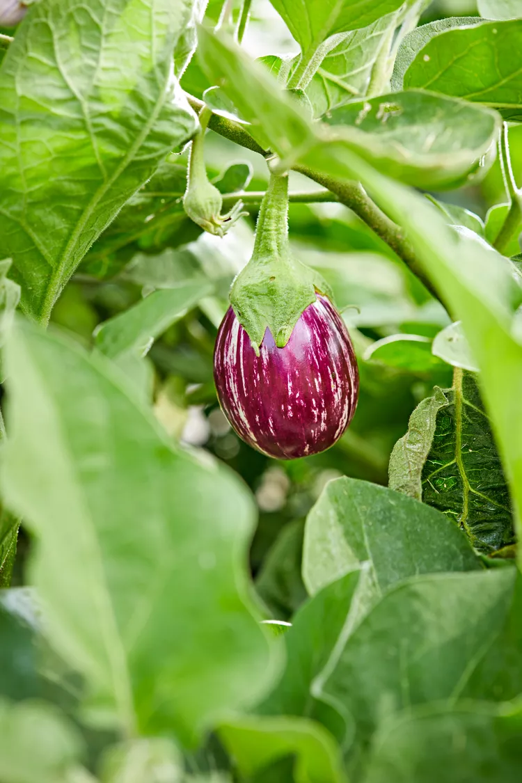 10 Best Eggplant Companion Plants