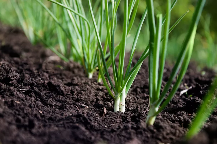 How to Plant and Grow Green Onions