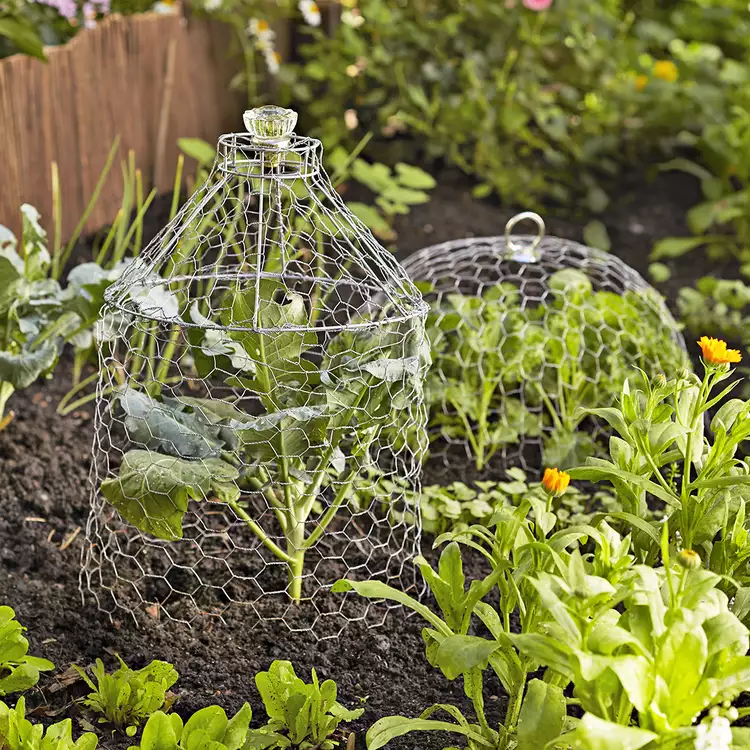 How to Make a Wire Cloche to Protect Plants from Hungry Critters