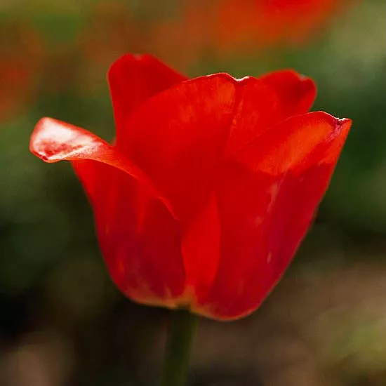 32 Stunning Tulips That Come Back Every Year