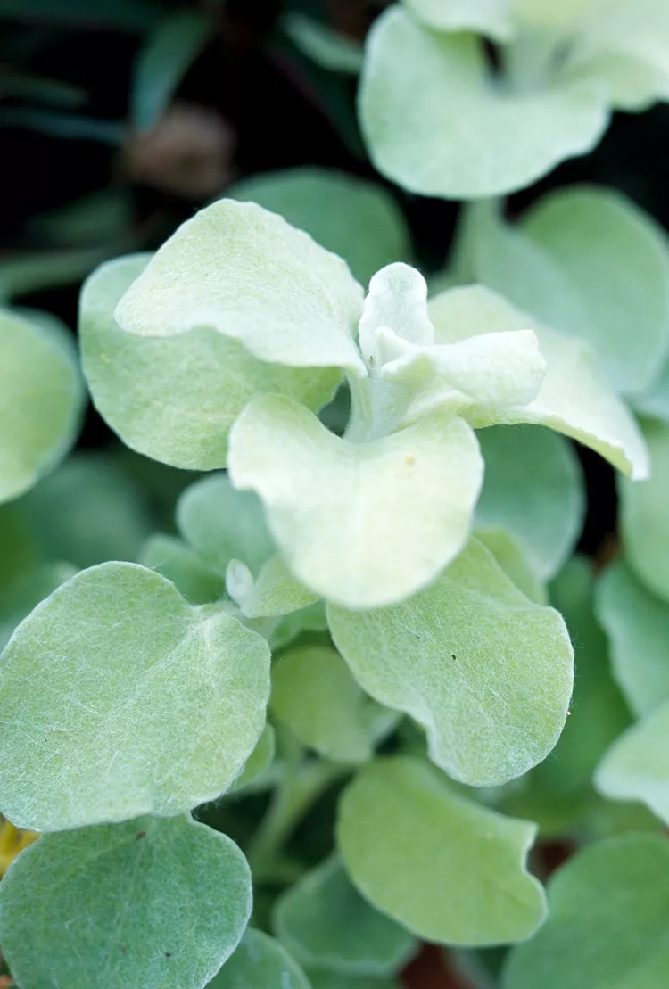 How to Plant and Grow Licorice Plant