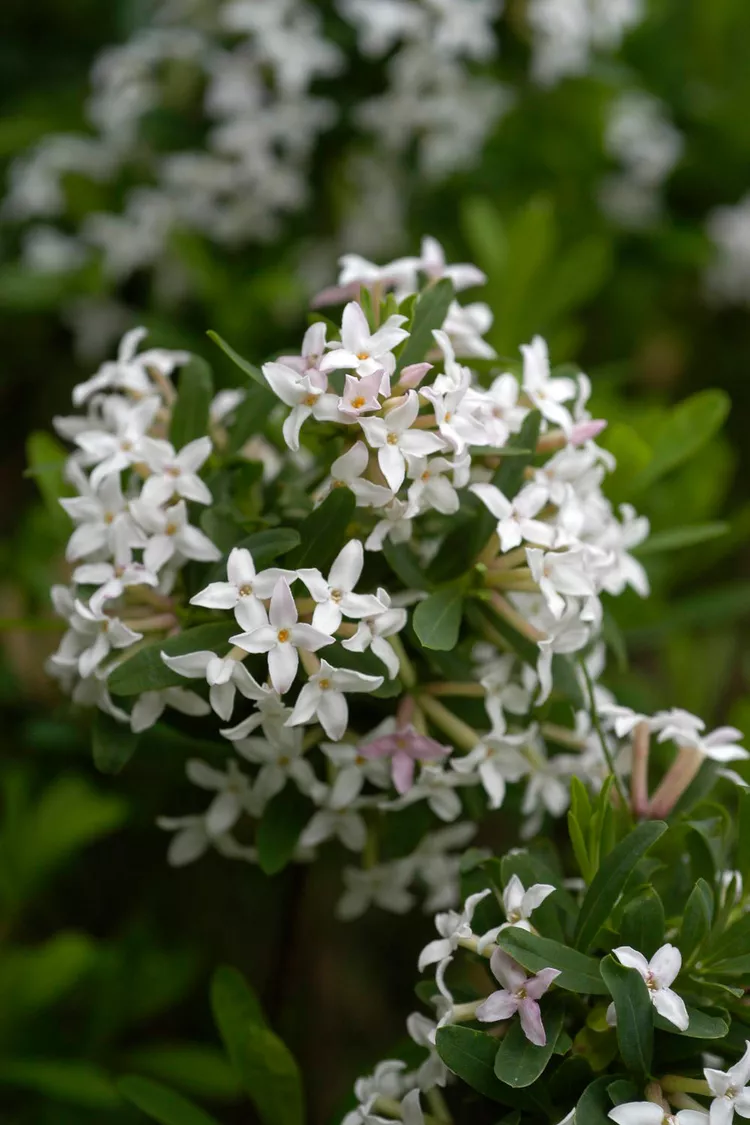 How to Plant and Grow Winter Daphne