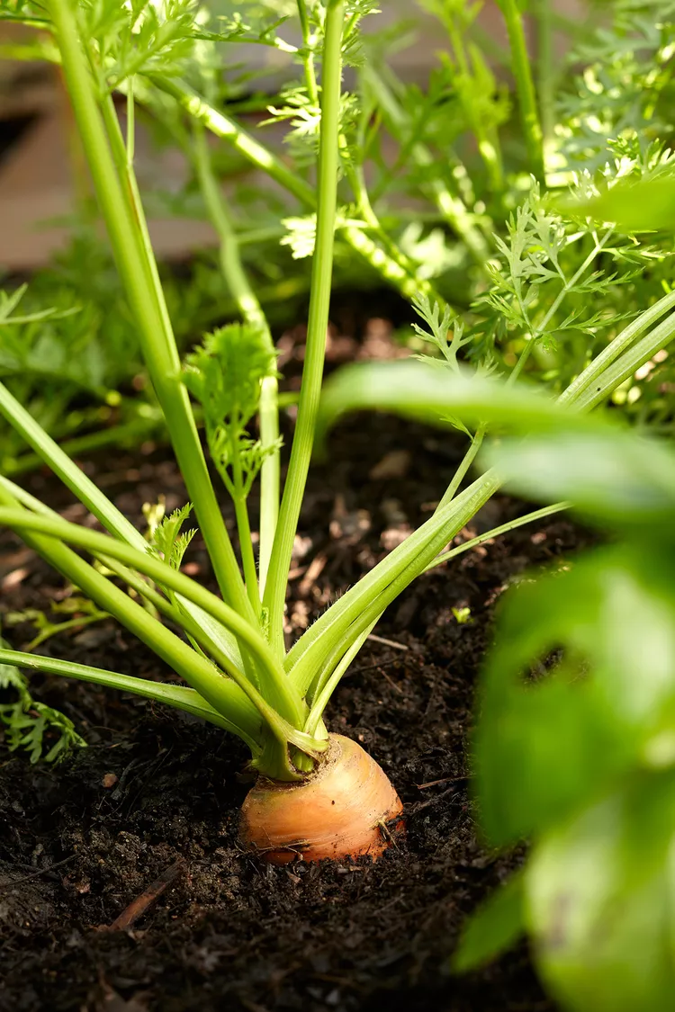 How to Create Organic Soil for Your Healthiest Garden Ever