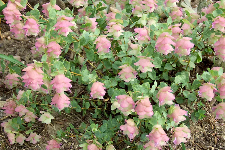 How to Plant and Grow Ornamental Oregano