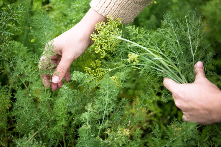 When and How to Harvest Dill for Its Flavorful Leaves, Flowers, and Seeds