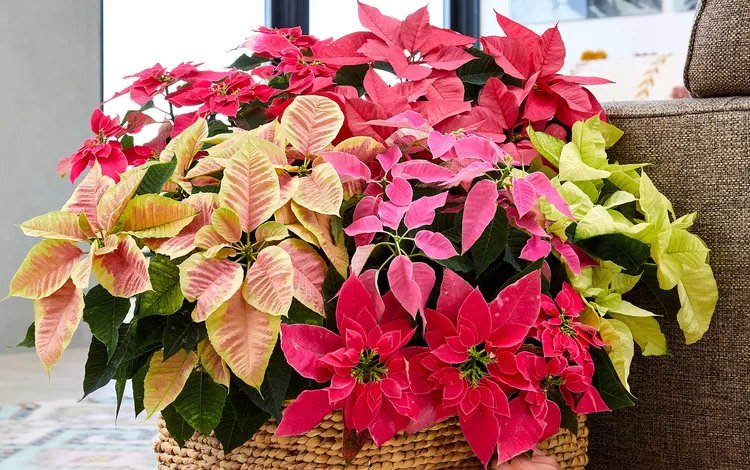 8 Must-Know Tips for Watering Poinsettias So They Last All Season