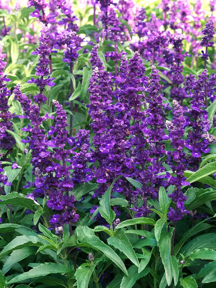 12 Border Plants for a Stunning, Colorful Garden