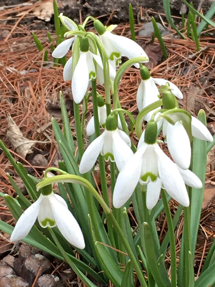 The Best Bulbs to Plant in Fall to Attract Pollinators in Spring