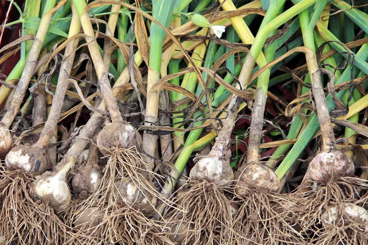 How and When to Harvest Garlic at its Peak