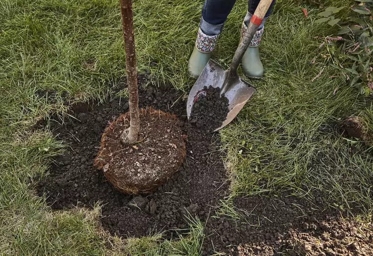 How to Plant a Tree Properly