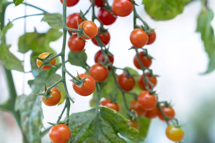 Growing Tomatoes Upside Down—Here's What You Need to Know