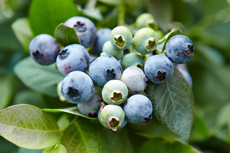 Achieve the Perfect Blueberry Soil pH with These 9 Simple Tips