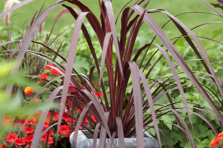 How to Grow and Care for Cordyline Plants in Your Garden or Home