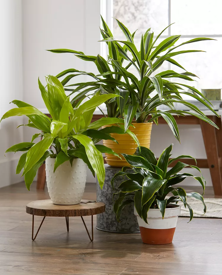 24 Easy-Care Houseplants With Low Watering Needs