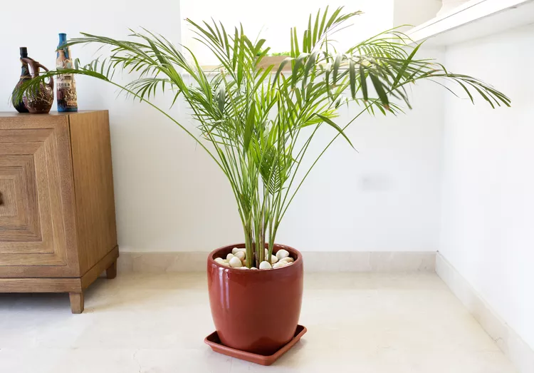 14 Best Indoor Palm Plants for Adding a Tropical Touch to Your Home