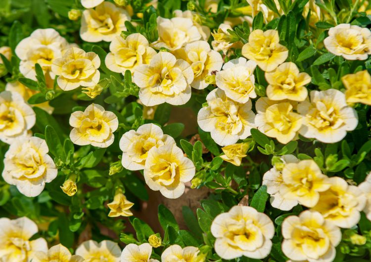 How to Plant and Grow Calibrachoa