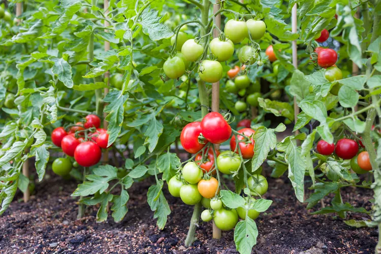 9 Must-Know Tips for Creating the Best Soil for Tomatoes 