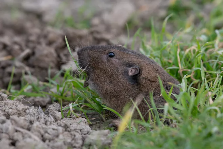 How to Prevent and Remove Gophers from Yards and Gardens