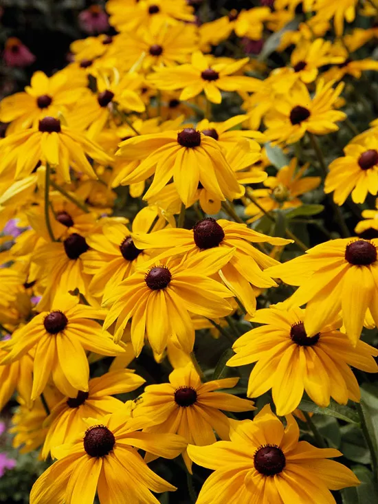 6 Long-Blooming Perennials That Keep the Color Alive