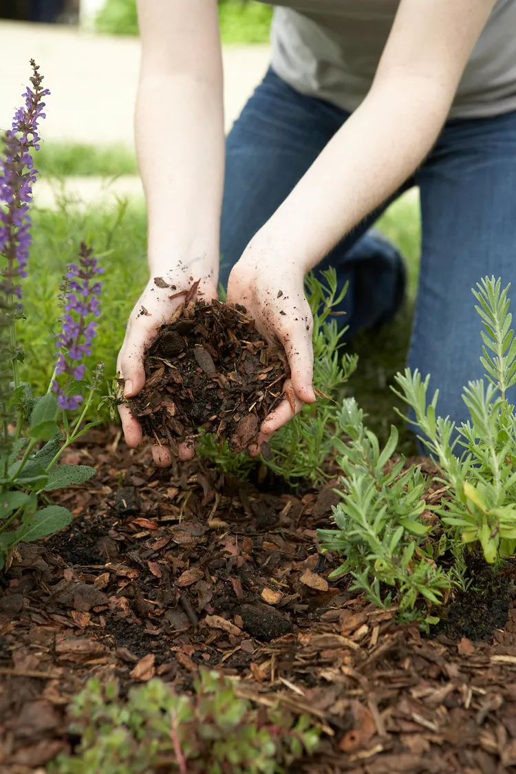 Follow This Summer Garden Checklist to Keep Plants Thriving All Season