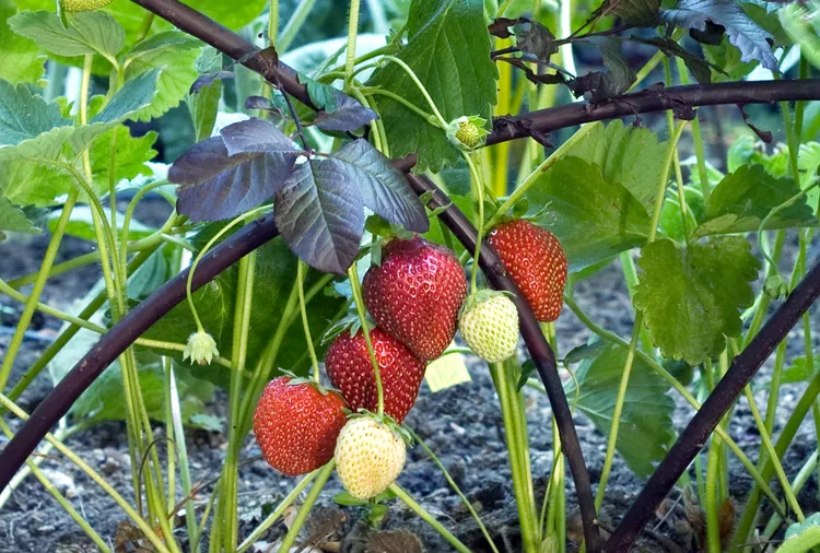 Are Strawberries Perennials That Come Back Every Year?