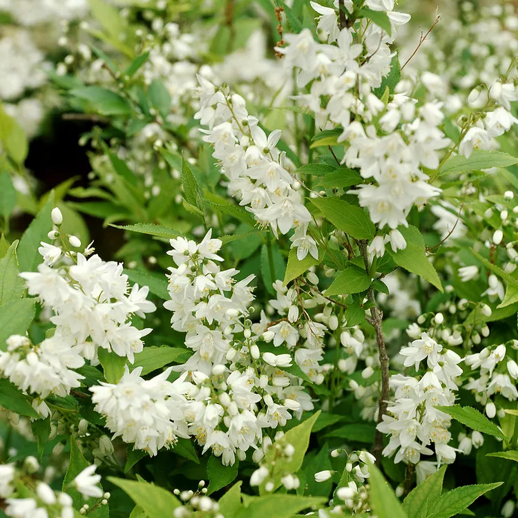 How to Plant and Grow Deutzia