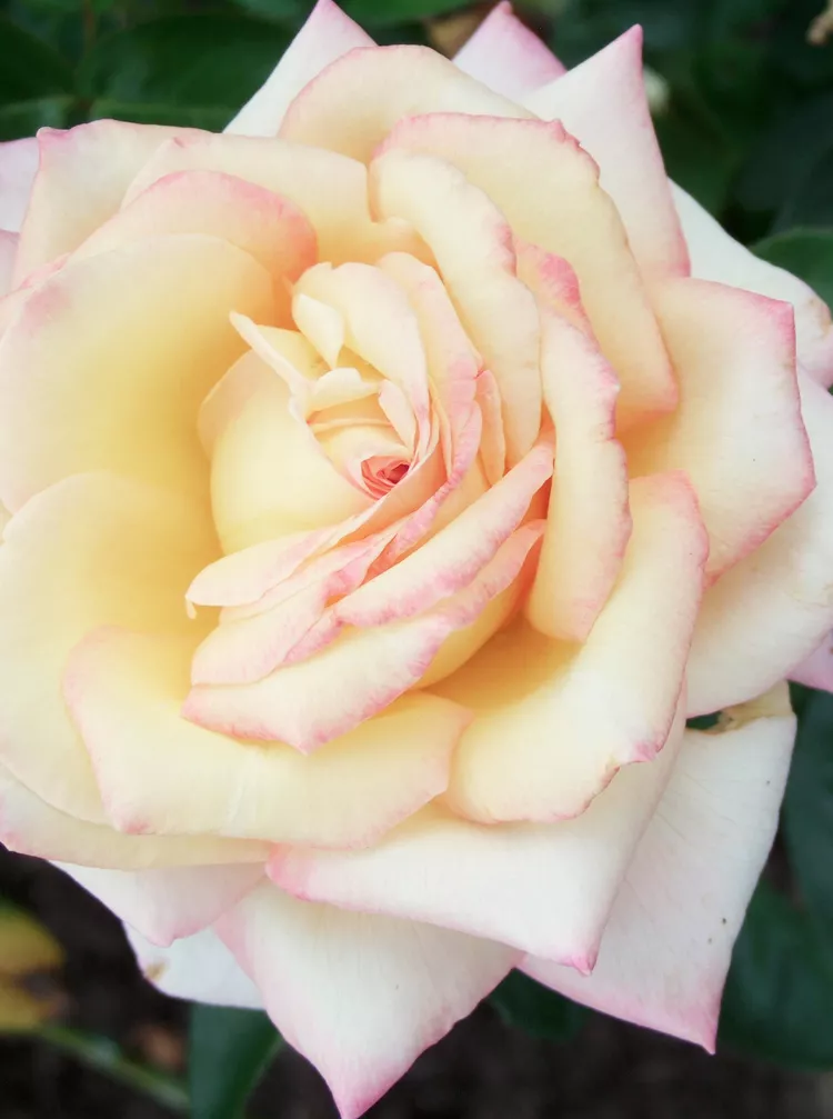 How to Pick the Best Roses to Achieve Your Garden Goals