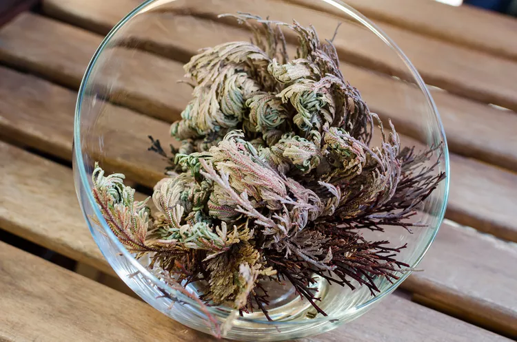 How to Plant and Grow Rose of Jericho