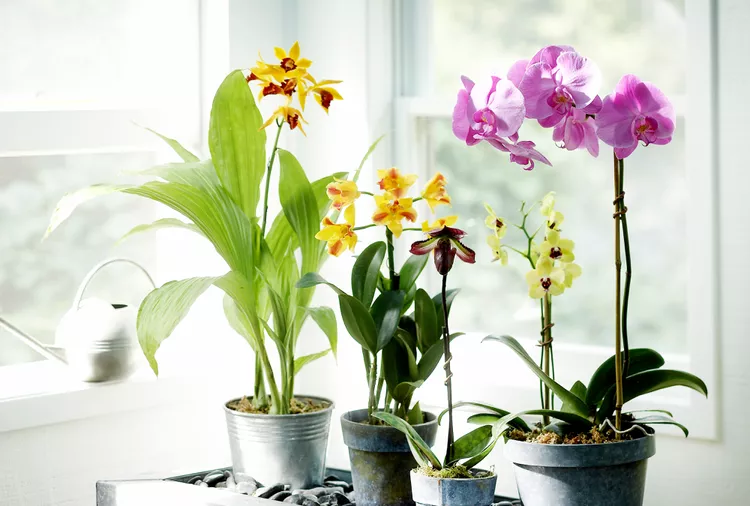 How to Propagate Orchids Successfully, Depending on Type