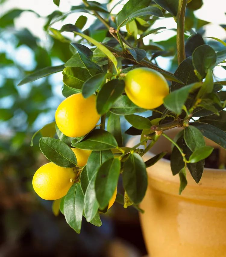 How to Get Rid of Ants on Lemon Trees (and Other Citrus Plants)