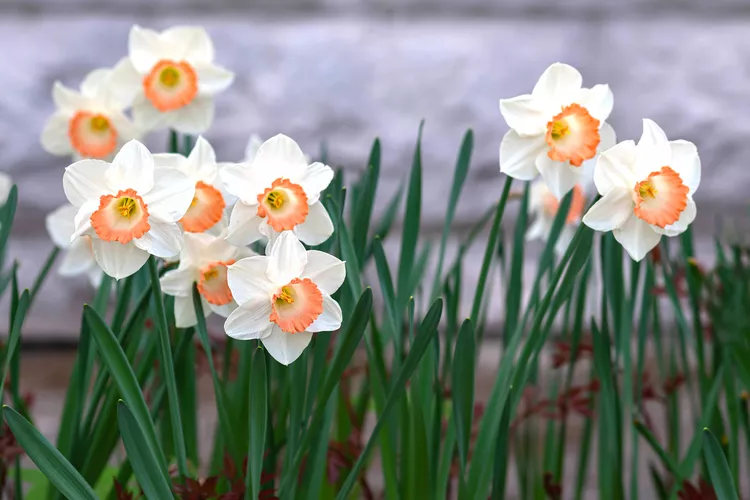 The 6 Best Pink Daffodils and How to Plant Them