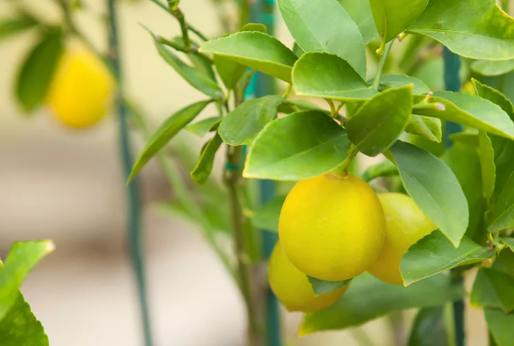 8 Reasons Why Your Lemon Tree Leaves Are Turning Yellow, and How to Fix Them