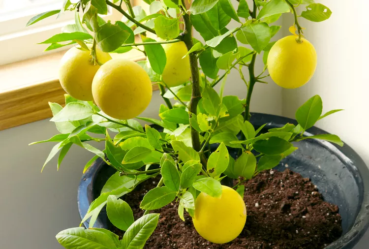 How to Grow a Lemon Tree from Seed