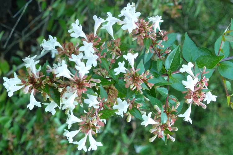 How to Plant and Grow Glossy Abelia