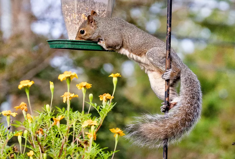 
8 Expert Tips on How to Keep Squirrels Out of Bird Feeders
