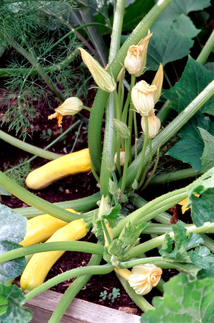 9 Best Companion Plants for Squash