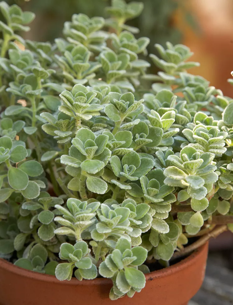 How to Plant, Grow, and Care for Cuban Oregano